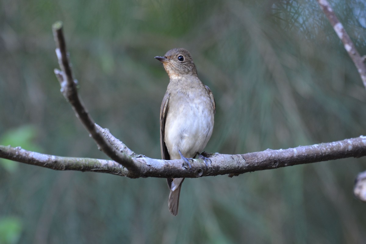 Blue-and-white Flycatcher - 張 俊章