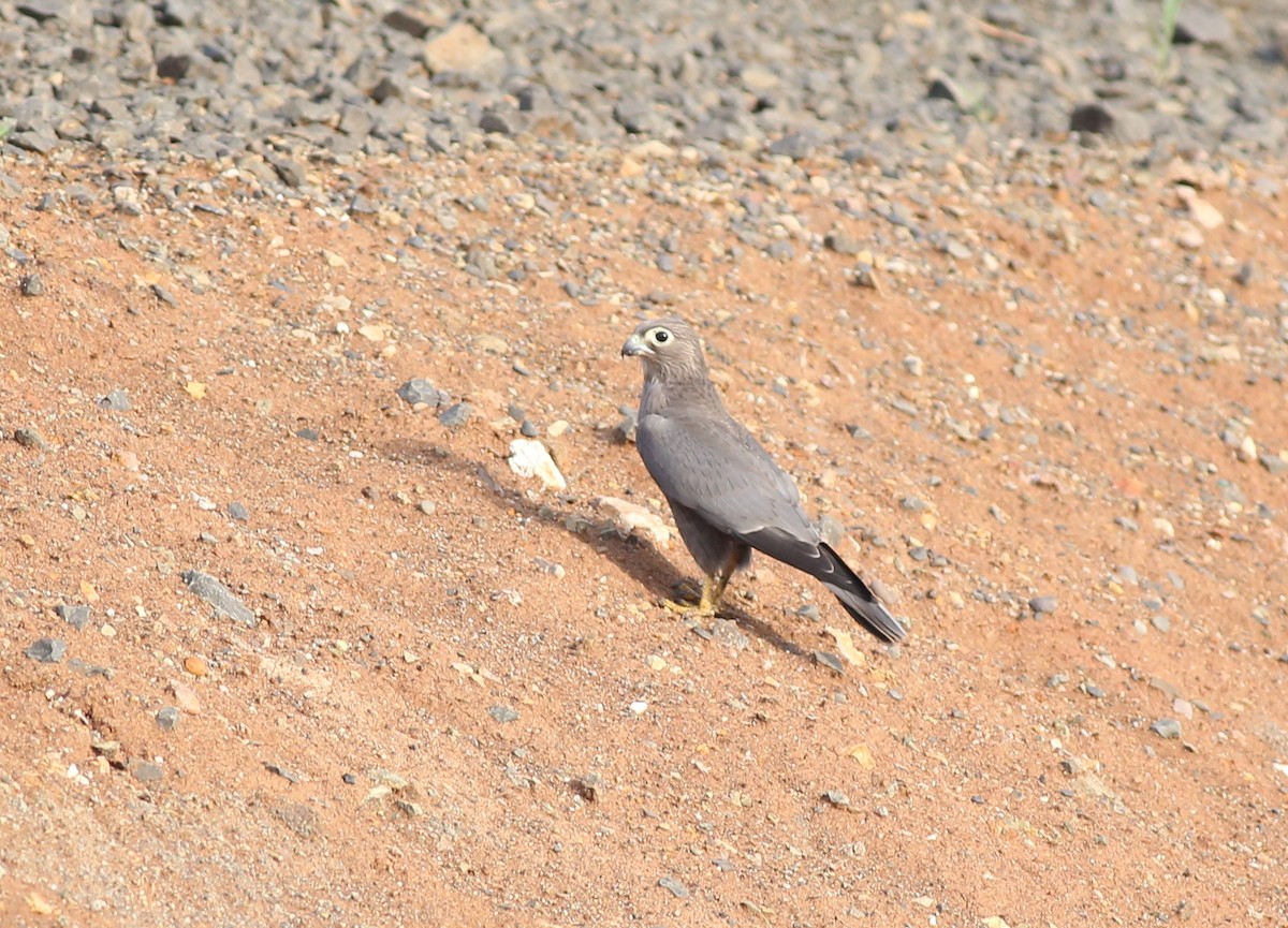 Gray Kestrel - Fikret Ataşalan