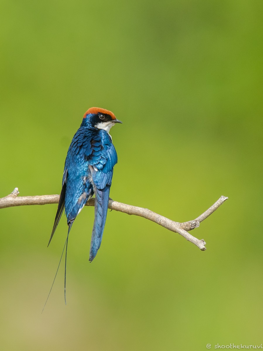 Wire-tailed Swallow - ML181639691