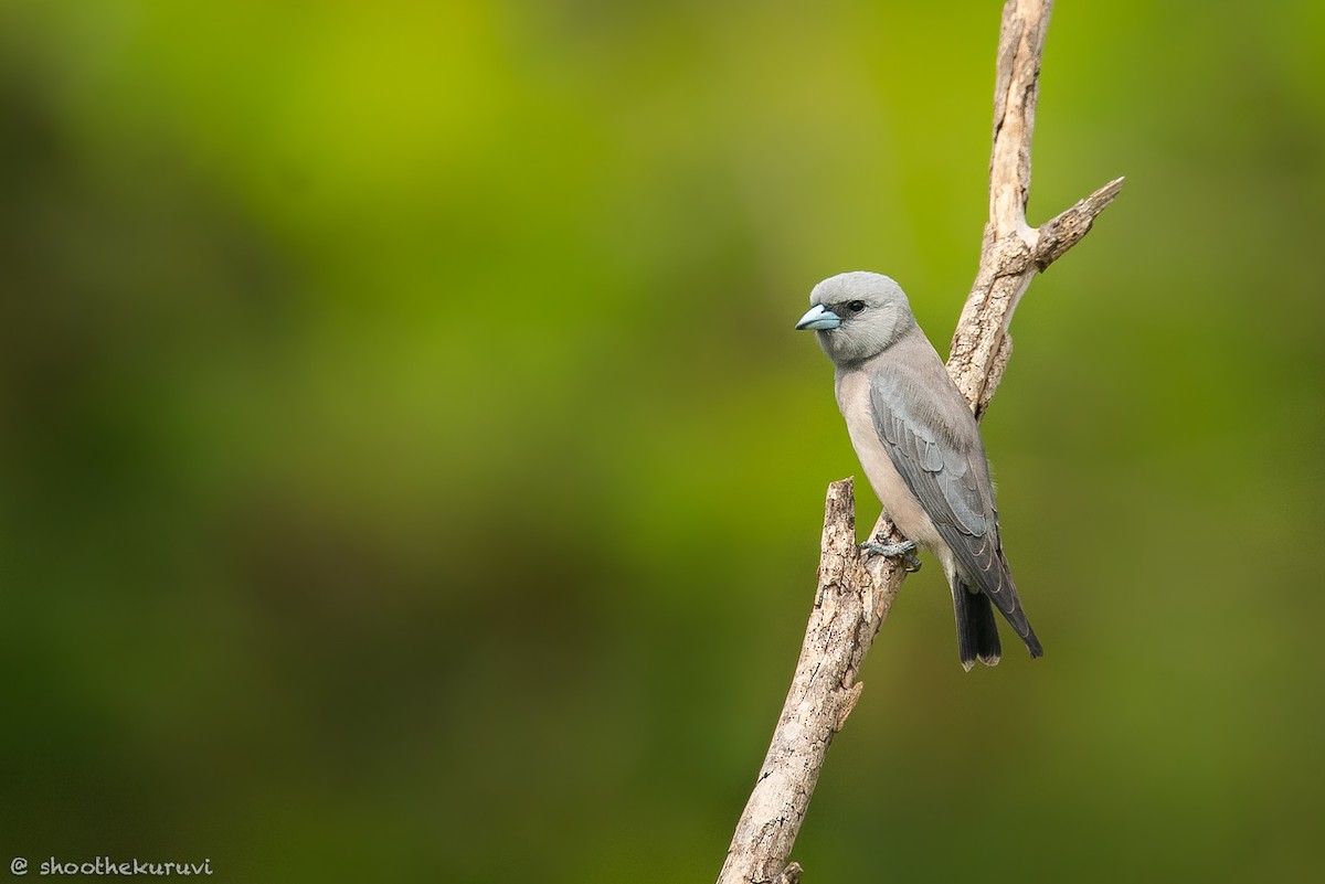 Ashy Woodswallow - ML181639751