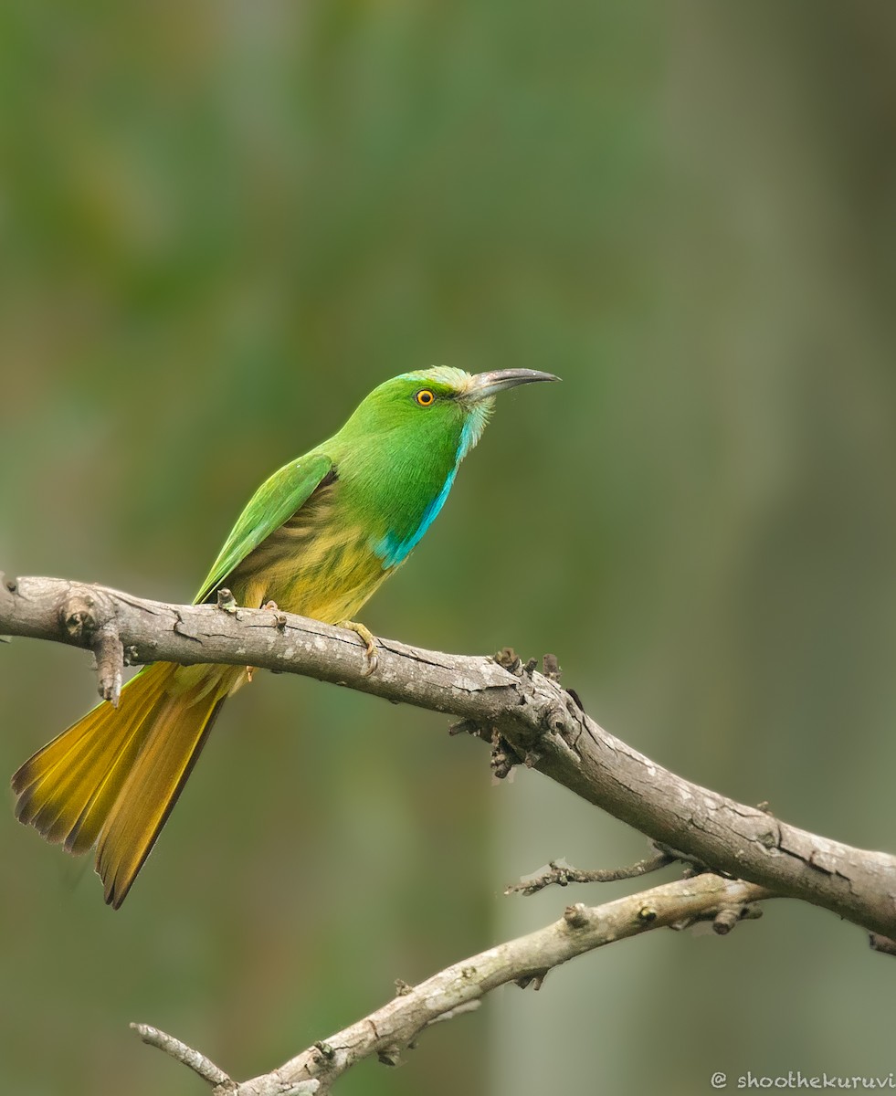 Blue-bearded Bee-eater - ML181639841