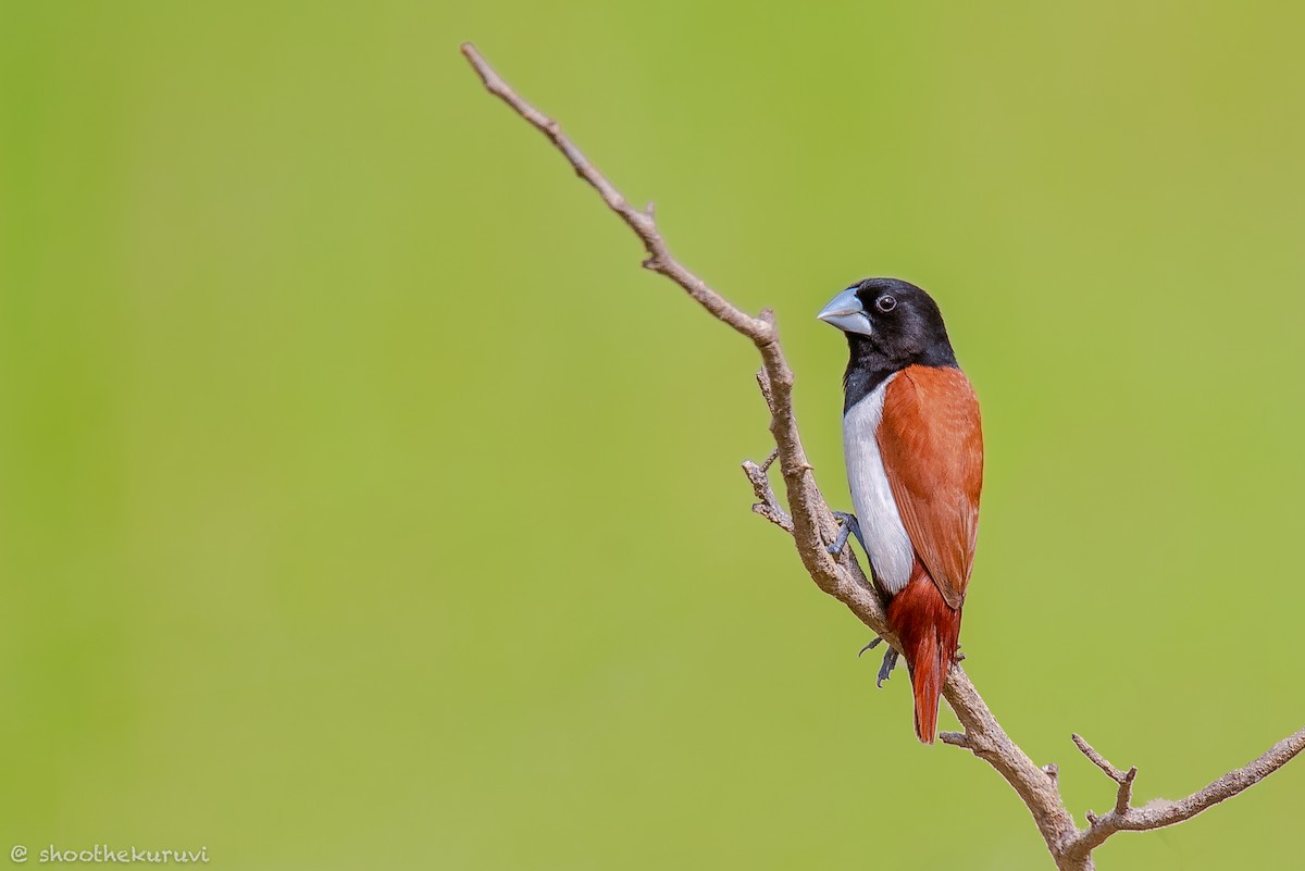 Tricolored Munia - ML181640361