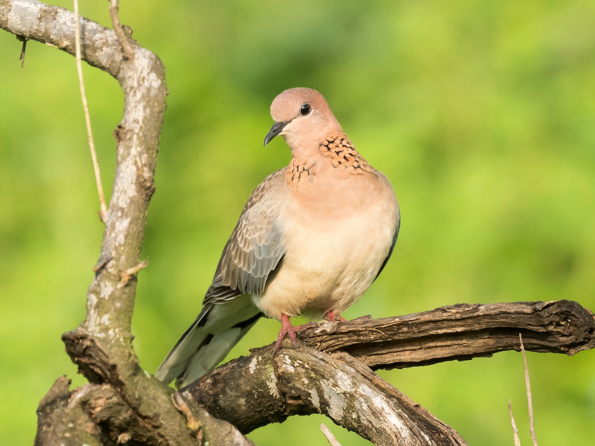 Laughing Dove - ML181641731