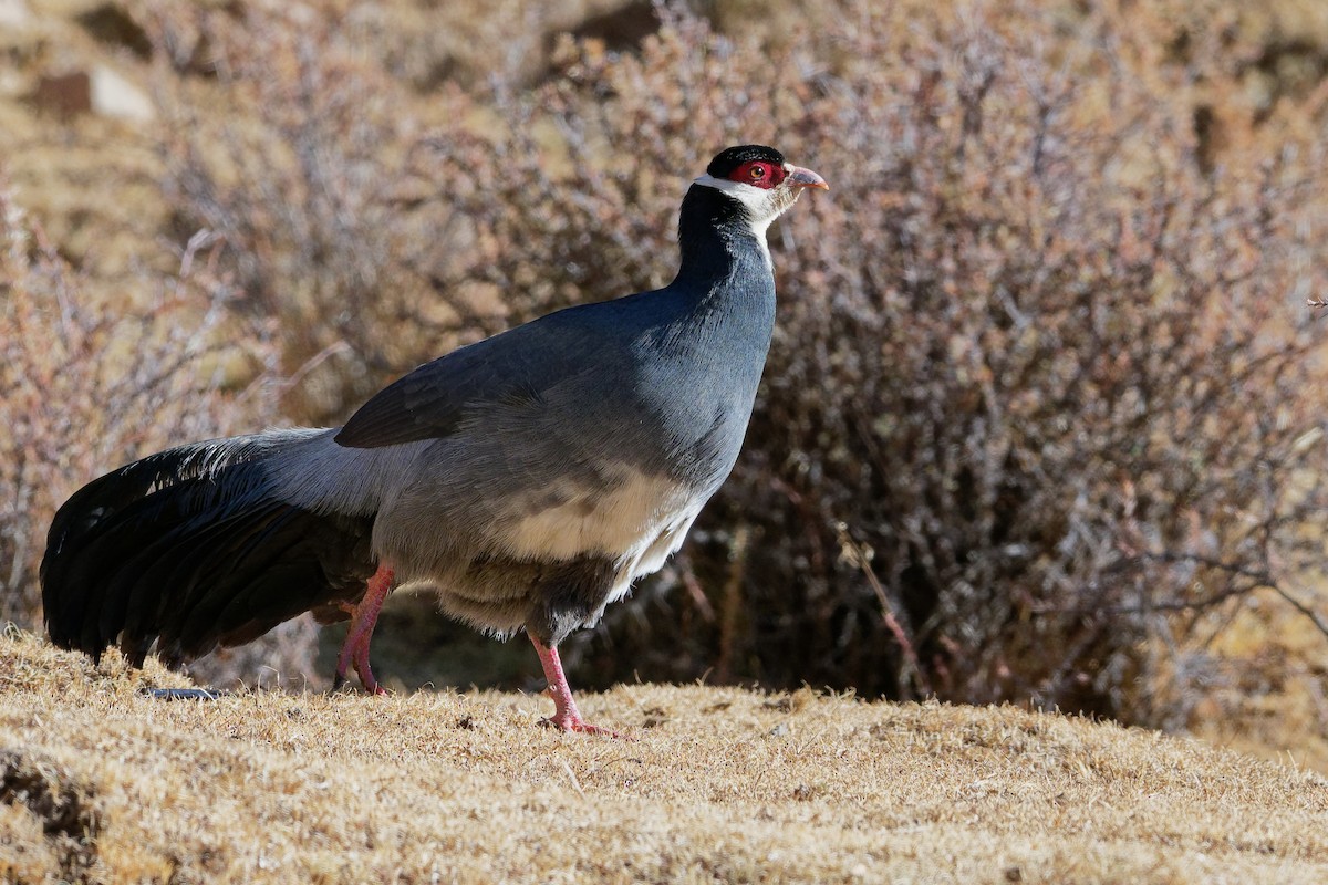 Tibetan Eared-Pheasant - ML181641801