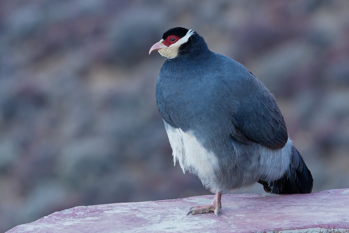 Tibetan Eared-Pheasant - ML181641821