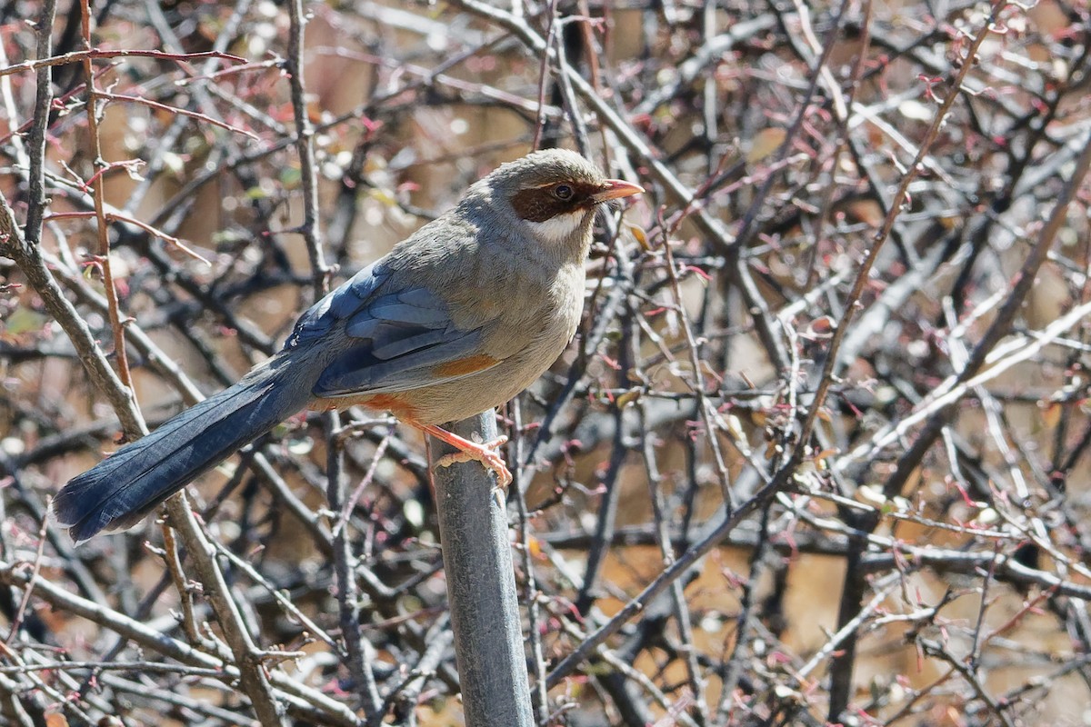 Prince Henry's Laughingthrush - Vincent Wang
