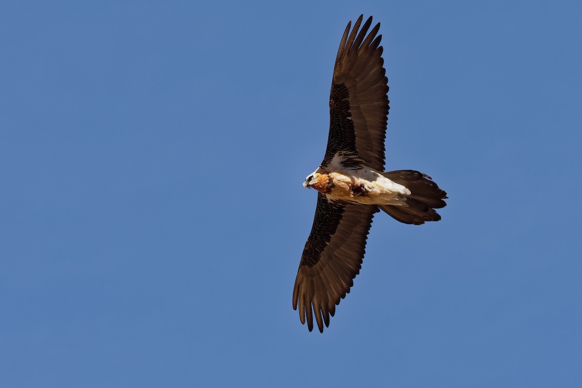 Bearded Vulture (Eurasian) - Vincent Wang