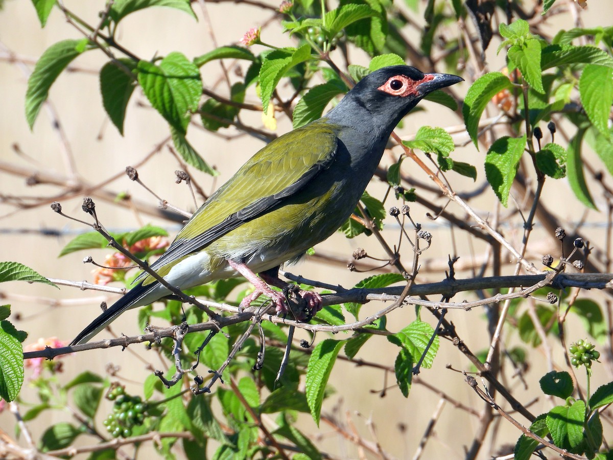 Australasian Figbird - ML181642551