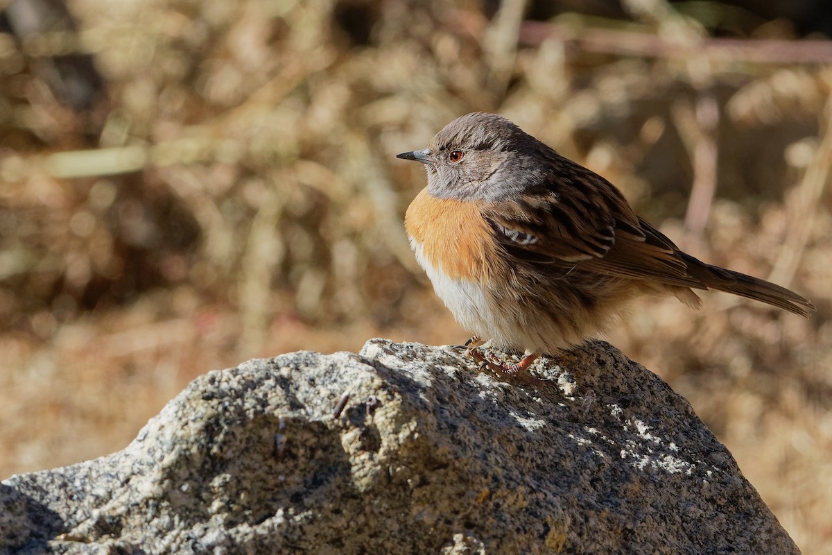 Robin Accentor - Vincent Wang