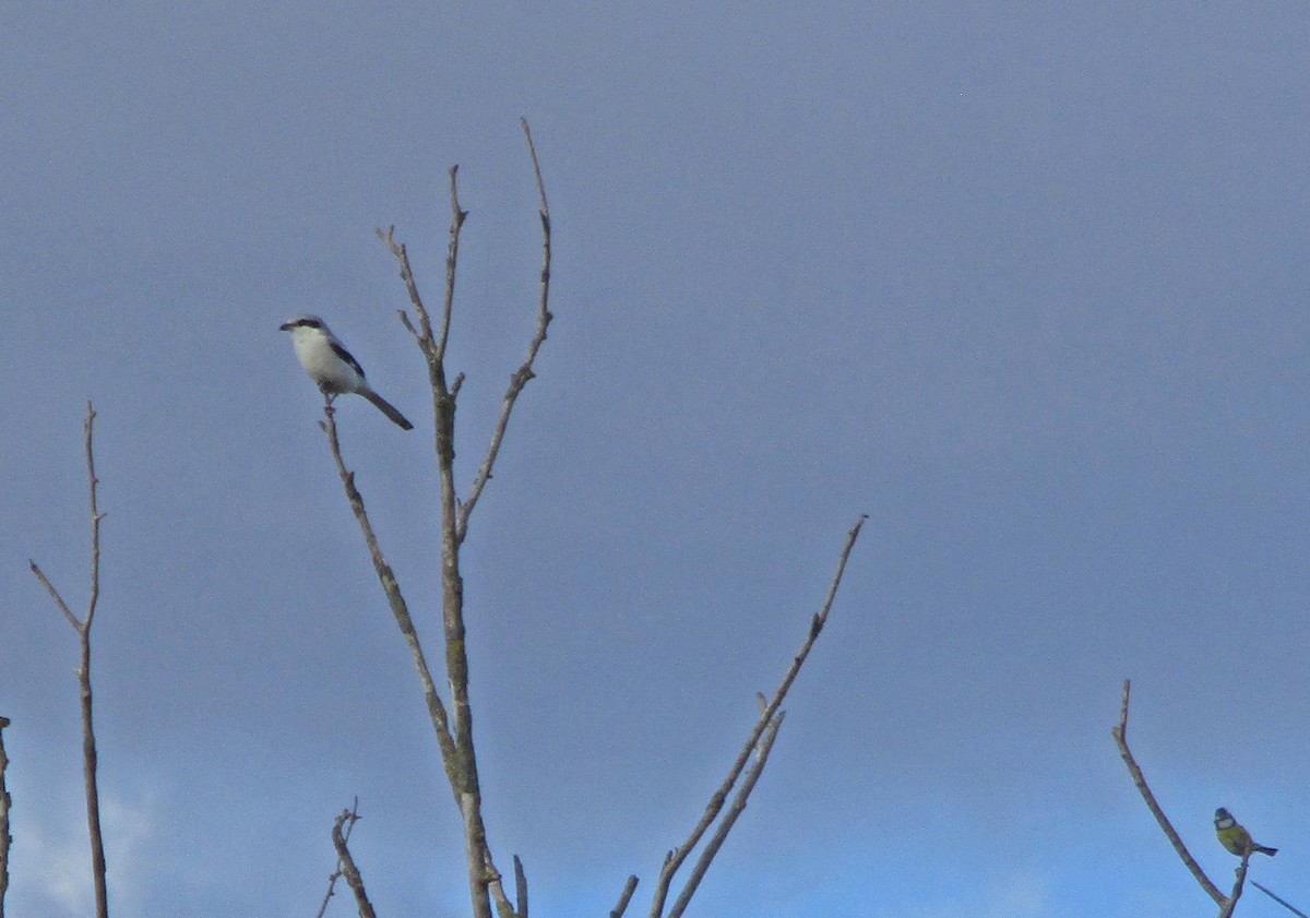 Great Gray Shrike - ML181643011