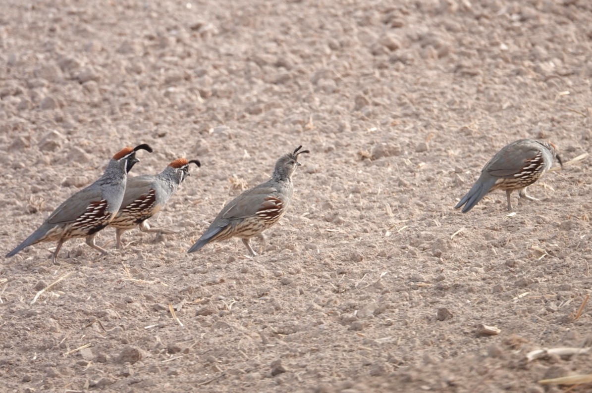 Gambel's Quail - ML181644331