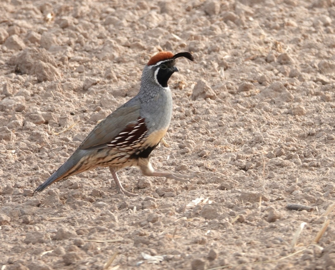 Gambel's Quail - ML181644341