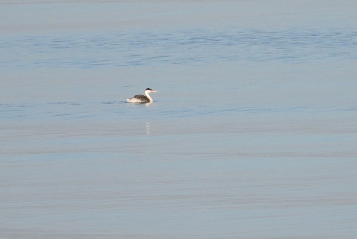 Clark's Grebe - ML181644361