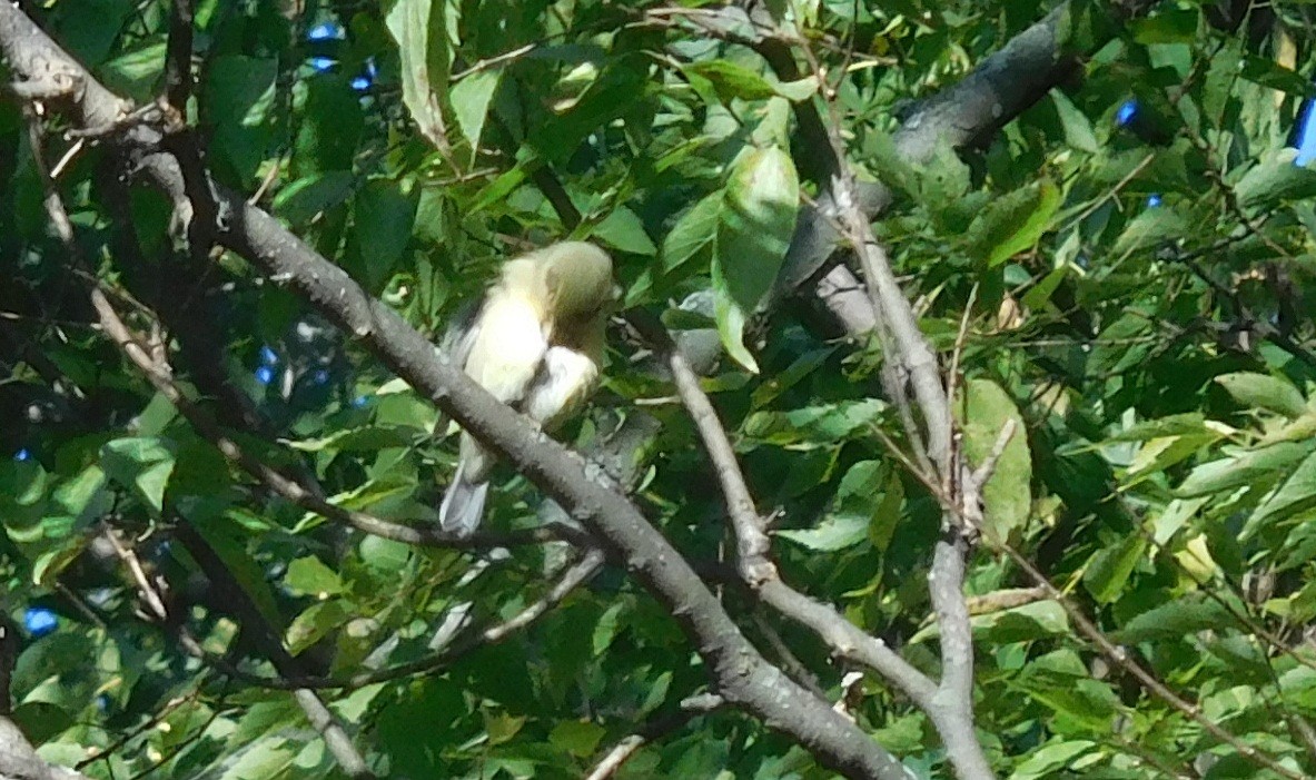 Tennessee Warbler - ML181645341