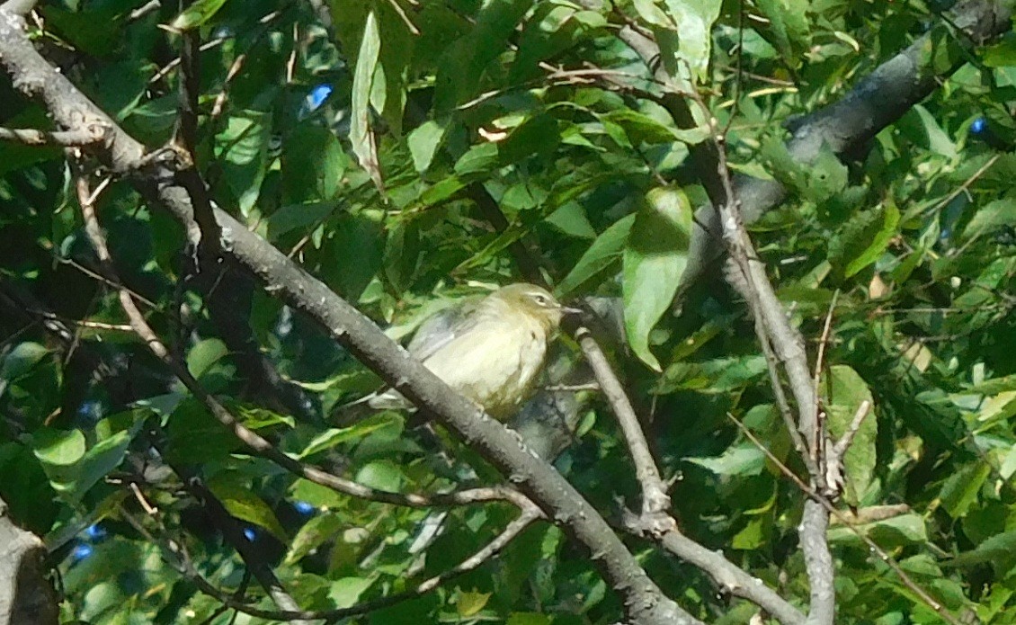 Tennessee Warbler - ML181645351