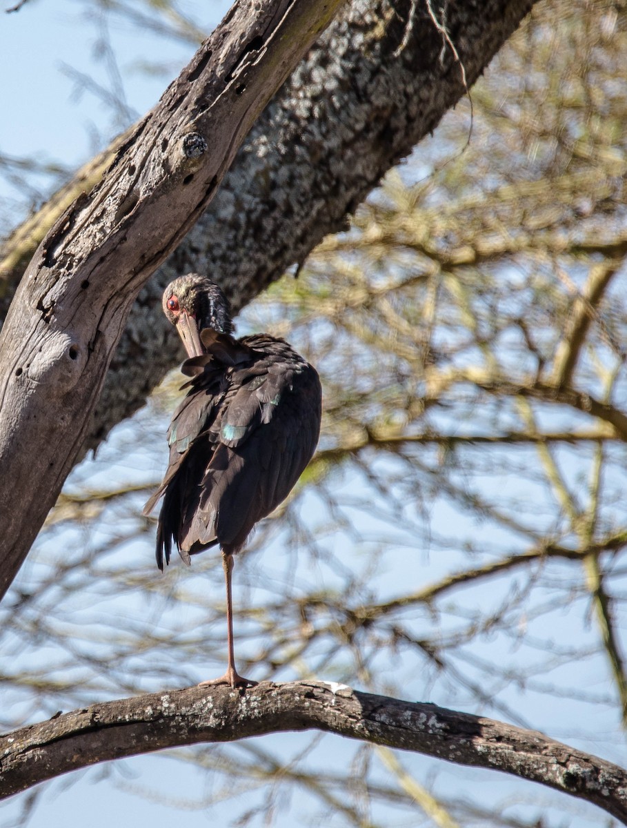 Abdim's Stork - Esko Veijalainen