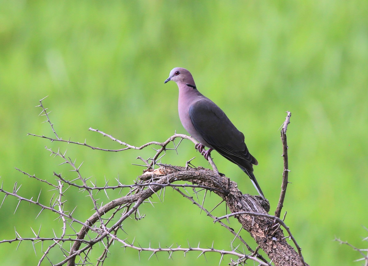 Red-eyed Dove - ML181647781