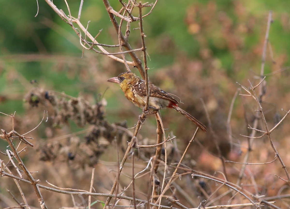 Yellow-breasted Barbet - ML181647851