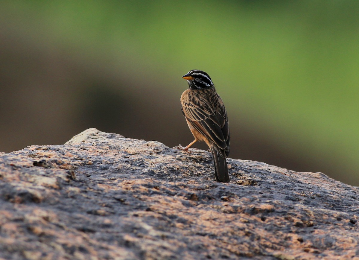 Cinnamon-breasted Bunting - ML181648301