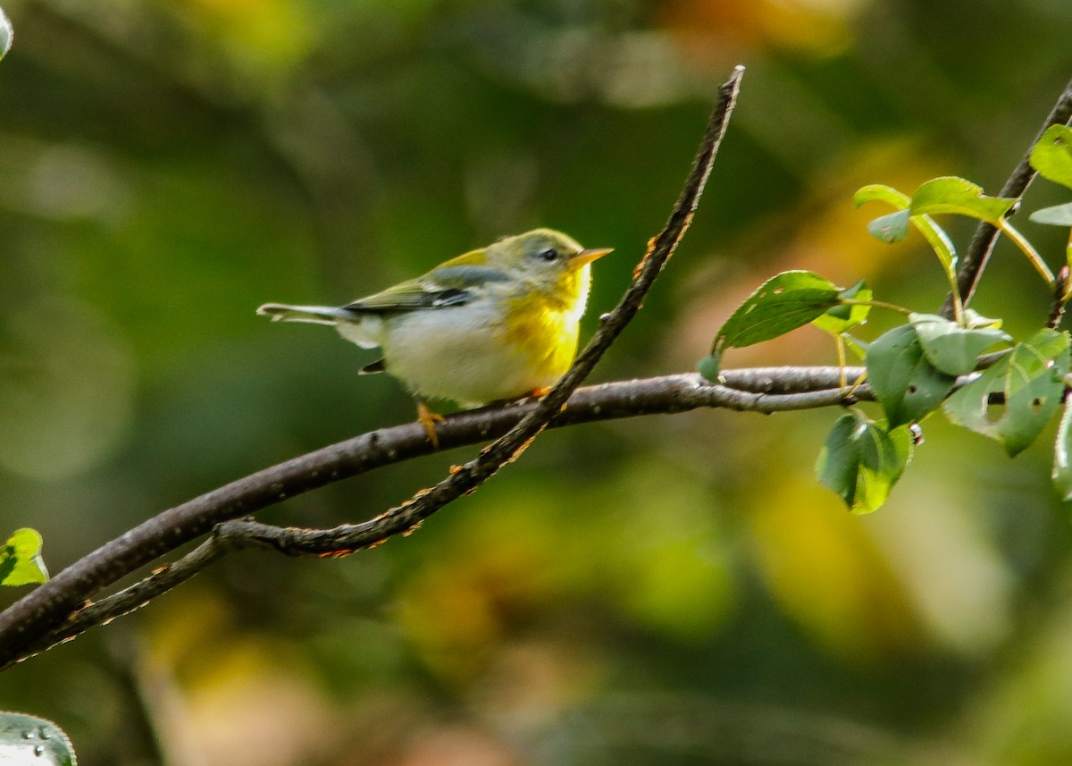 Northern Parula - ML181650721