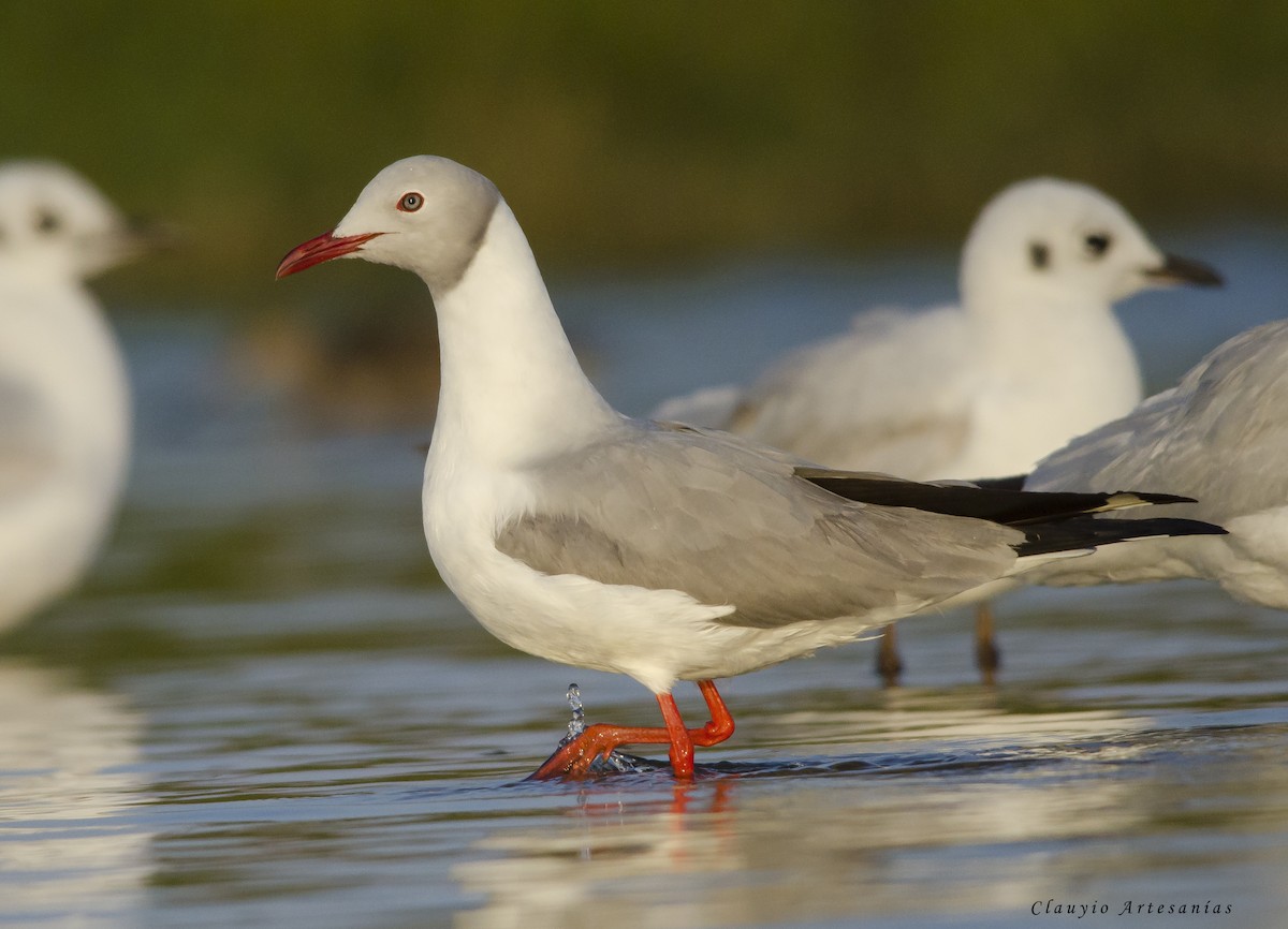 Gray-hooded Gull - ML181652511