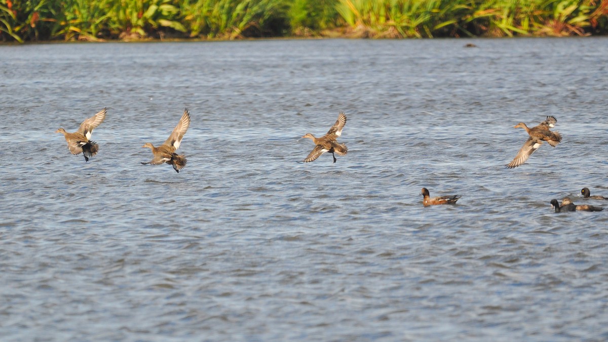 Gadwall - ML181654211