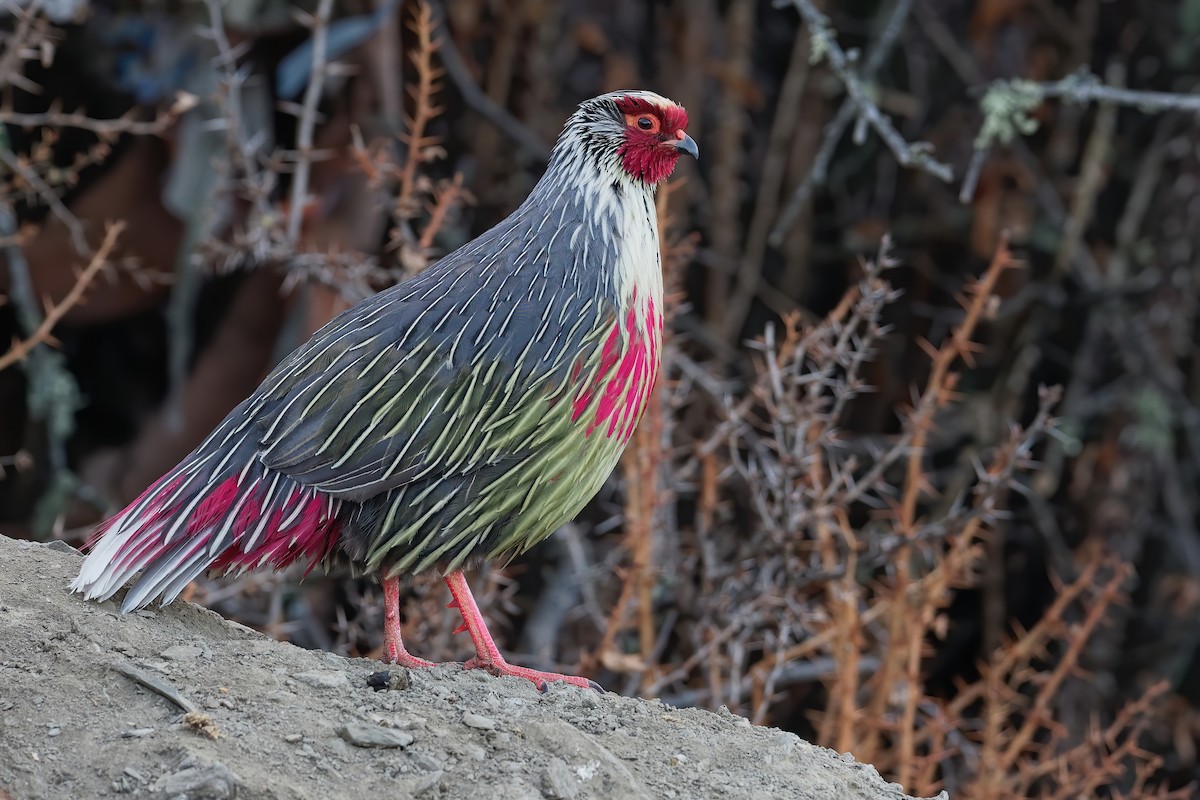 Blood Pheasant - ML181655121