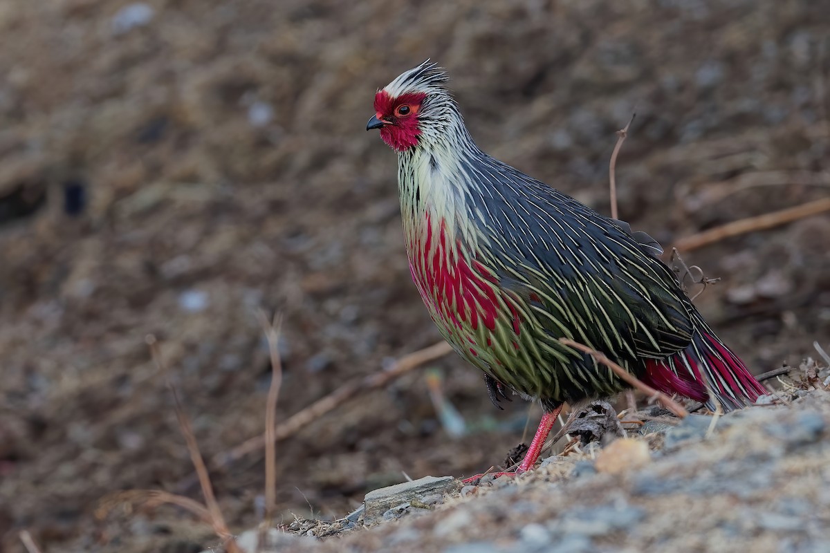 Blood Pheasant - ML181655181