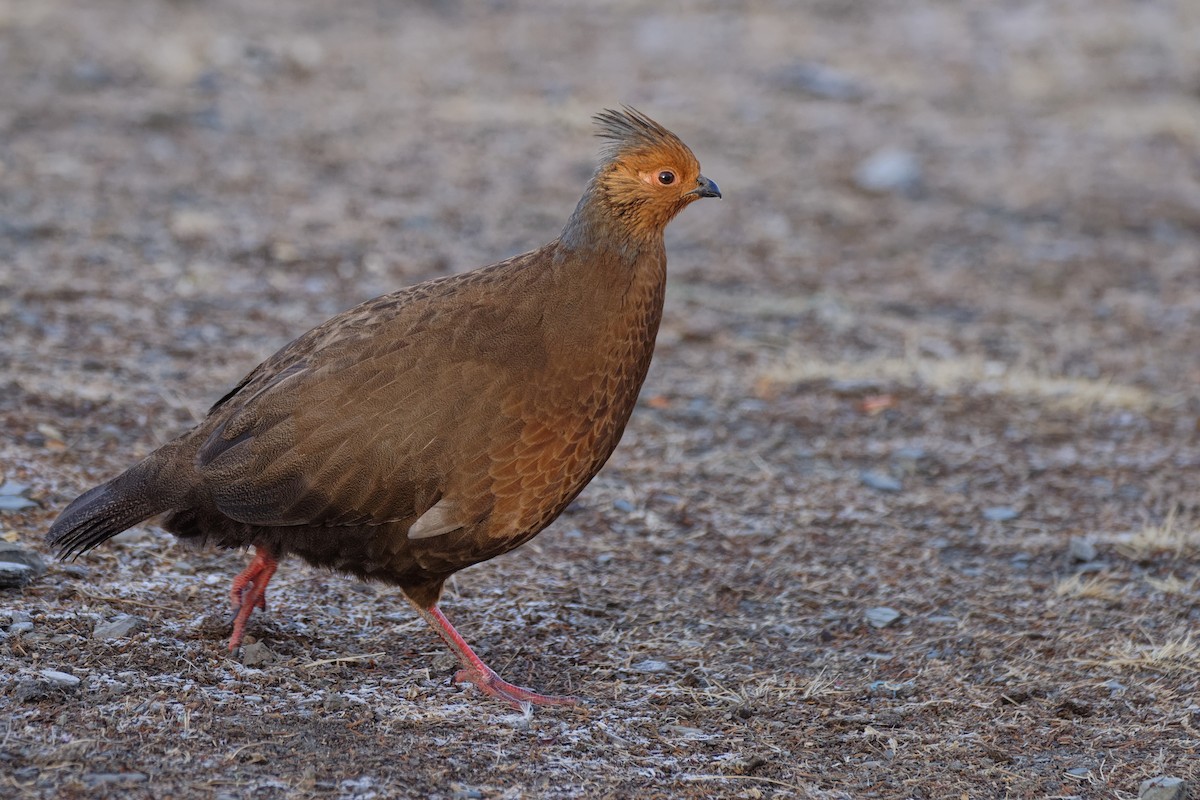 Blood Pheasant - ML181655191