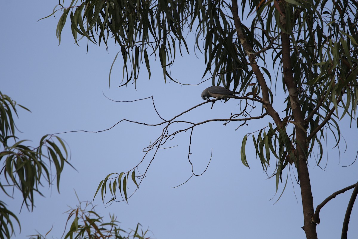 Ashy Woodswallow - ML181655651