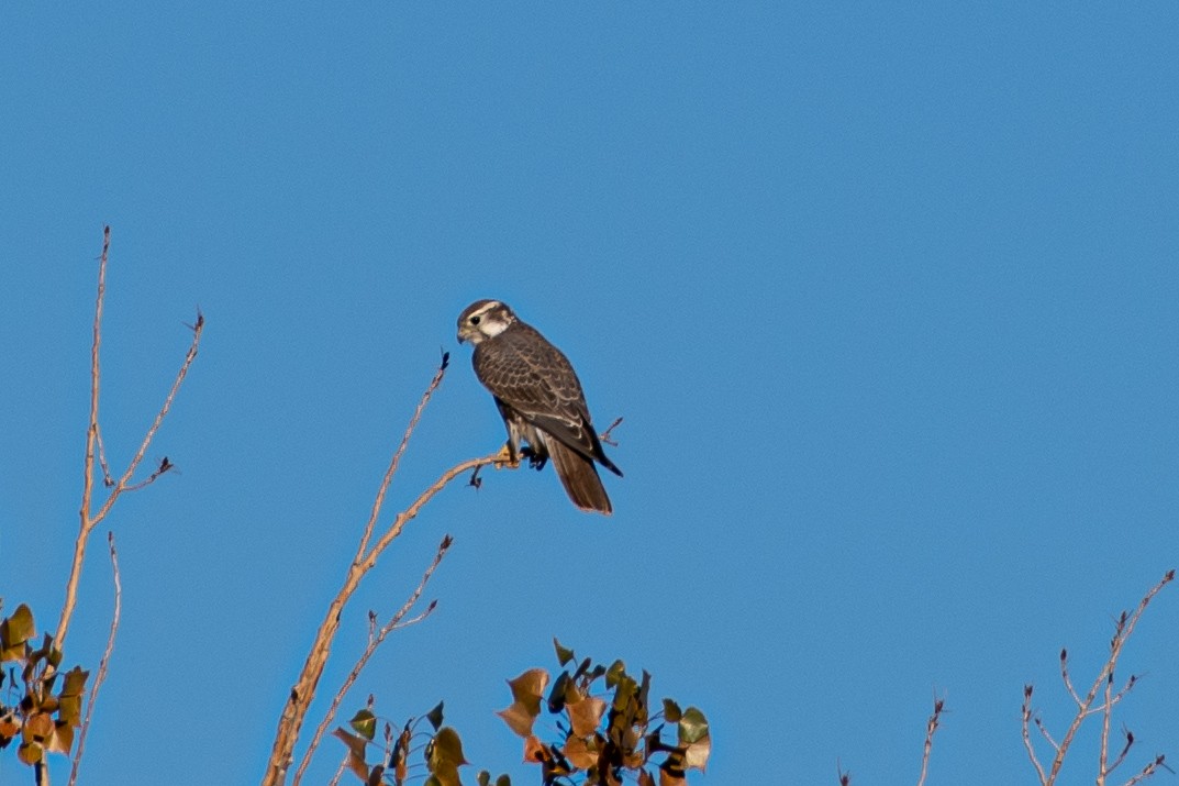 Prairie Falcon - ML181655671