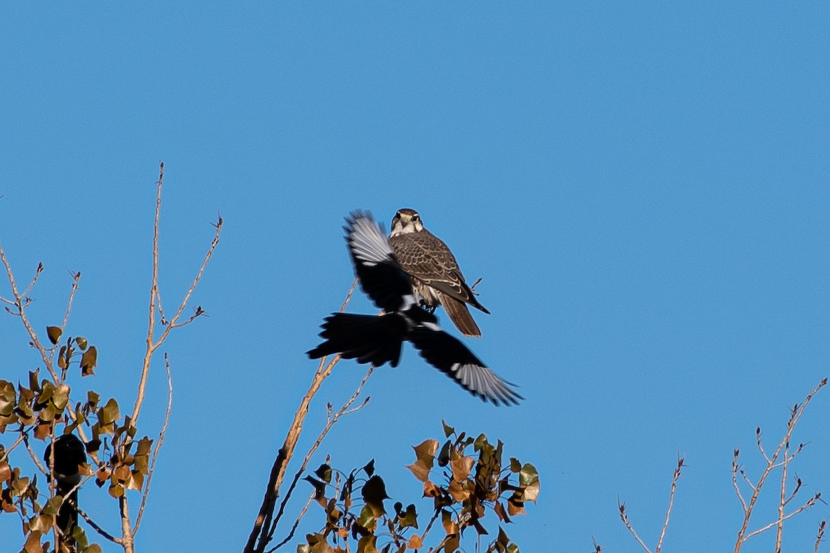 Prairie Falcon - ML181655681