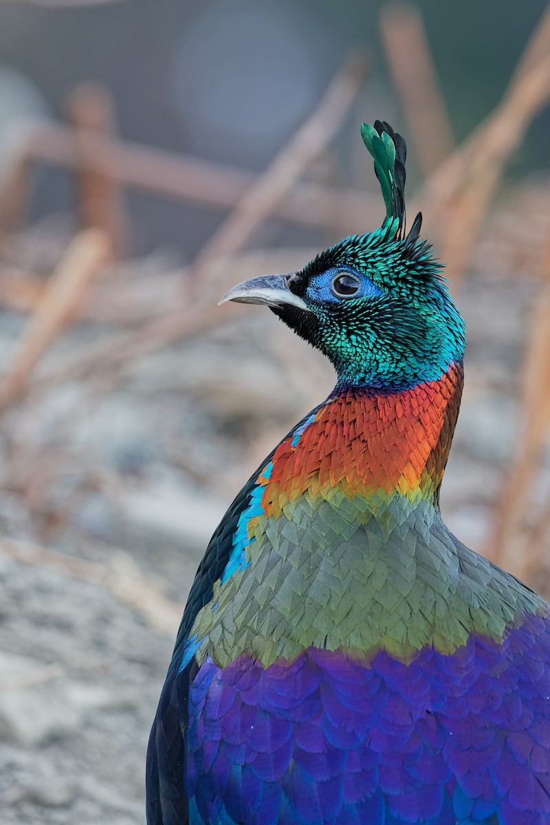 Himalayan Monal - ML181656211