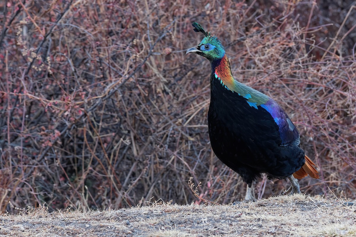 Himalayan Monal - ML181656231