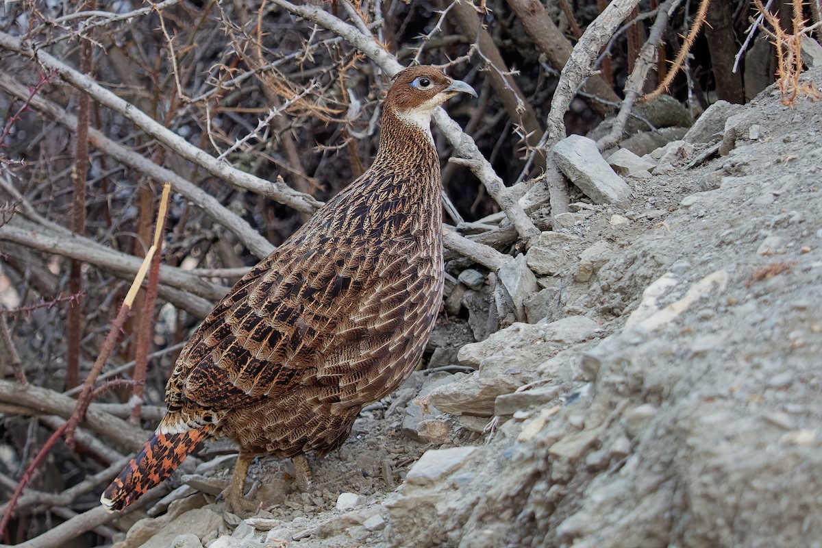 Himalayan Monal - ML181656281