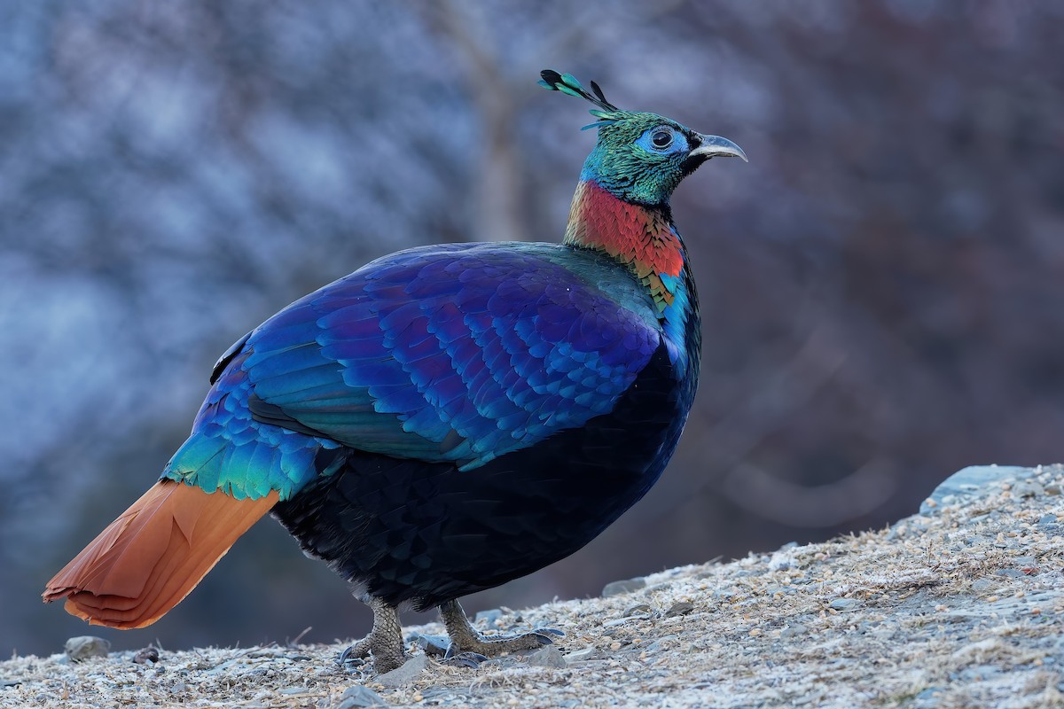 Himalayan Monal - ML181656301