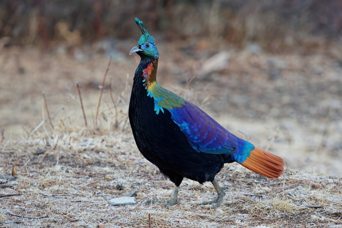 Himalayan Monal - ML181656311