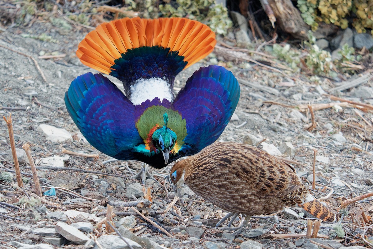 Himalayan Monal - ML181656351