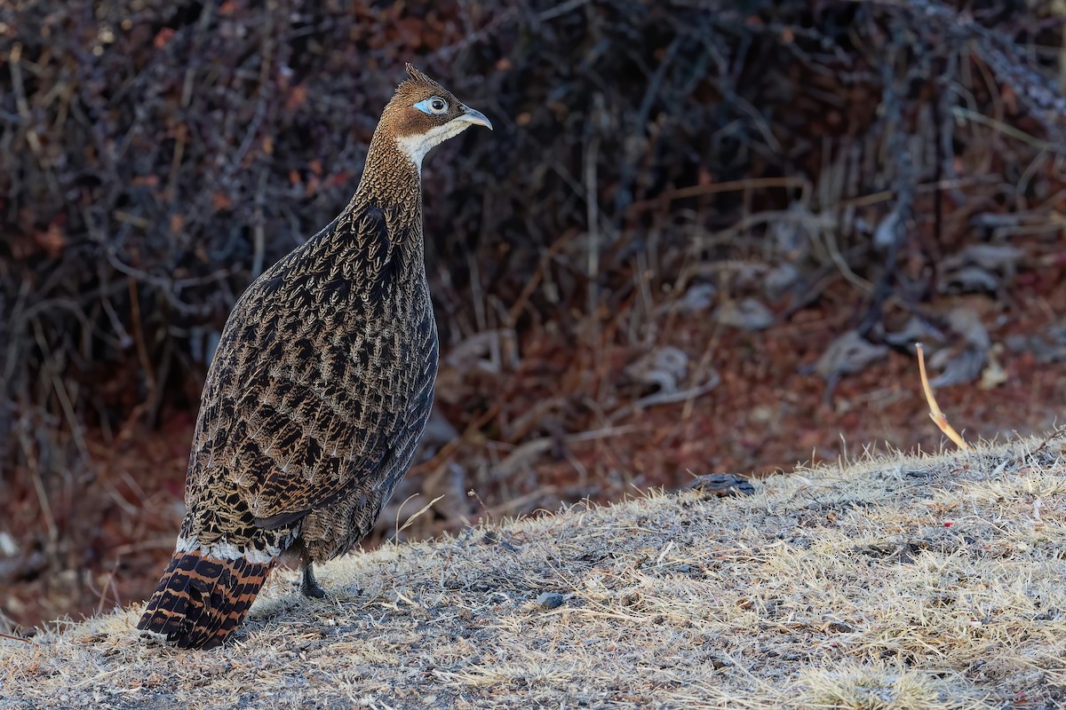 Himalayan Monal - ML181656401