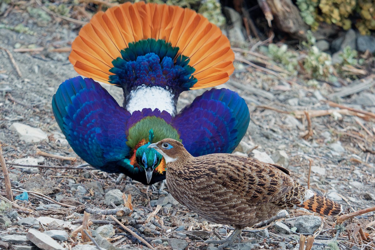 Himalayan Monal - ML181656411