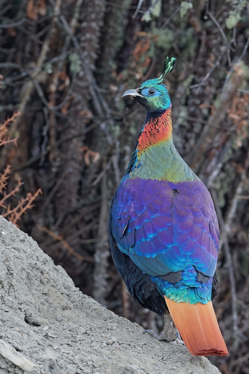 Himalayan Monal - ML181656511