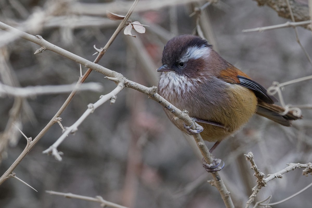 White-browed Fulvetta - ML181657141