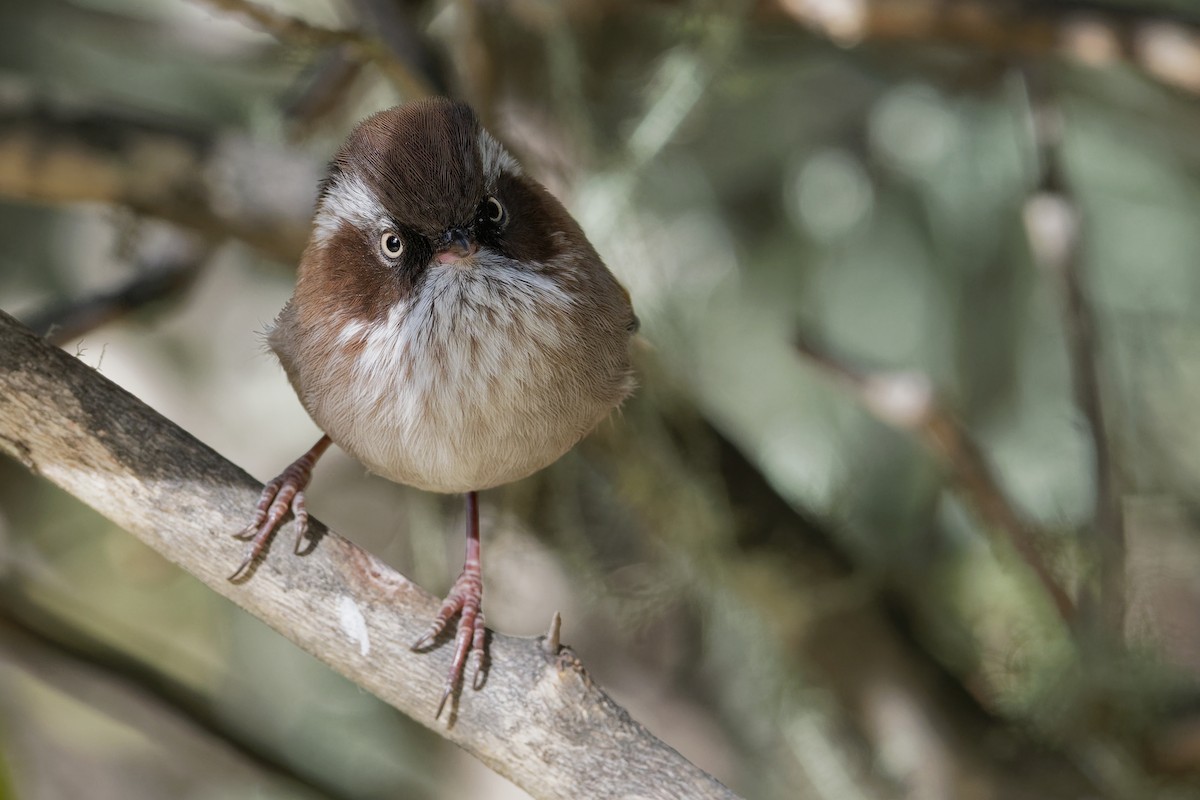 White-browed Fulvetta - Vincent Wang