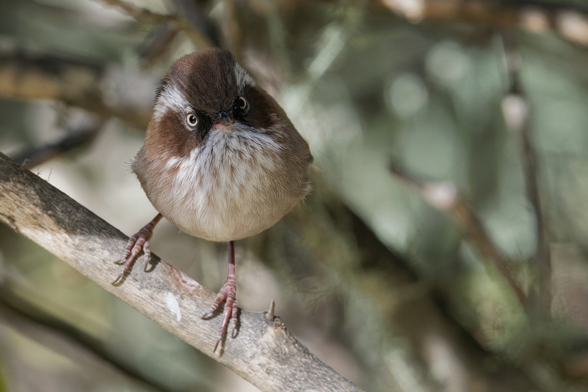 White-browed Fulvetta - ML181657401