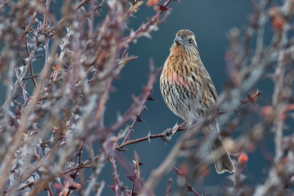 Himalayan White-browed Rosefinch - ML181657921