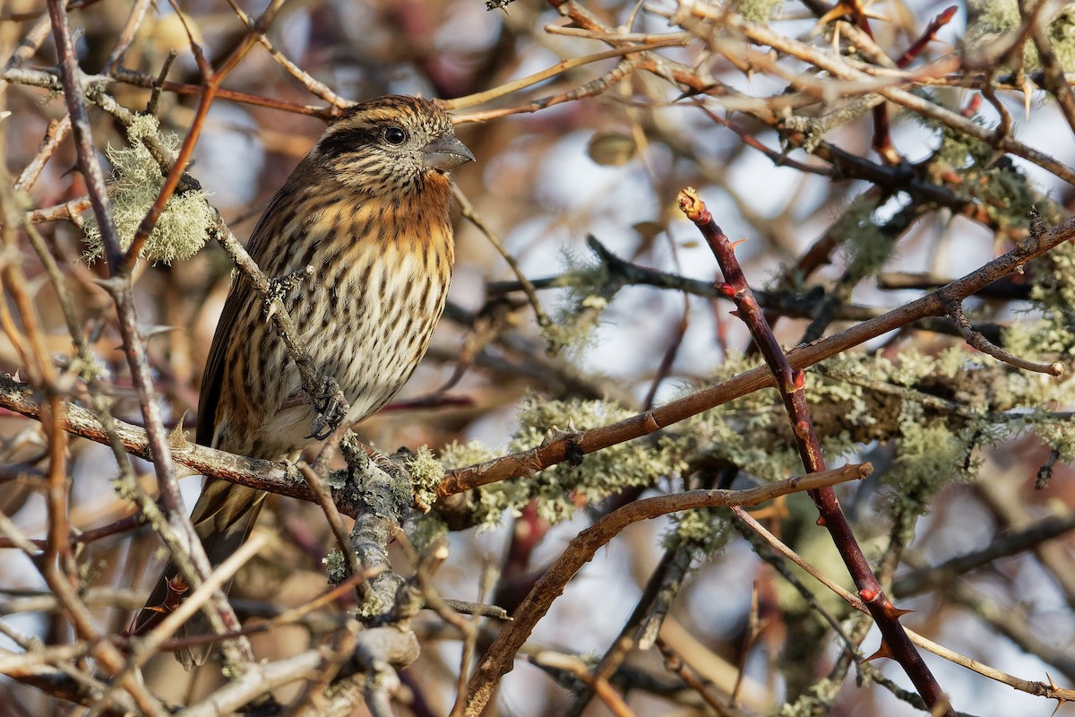 Himalayan White-browed Rosefinch - Vincent Wang