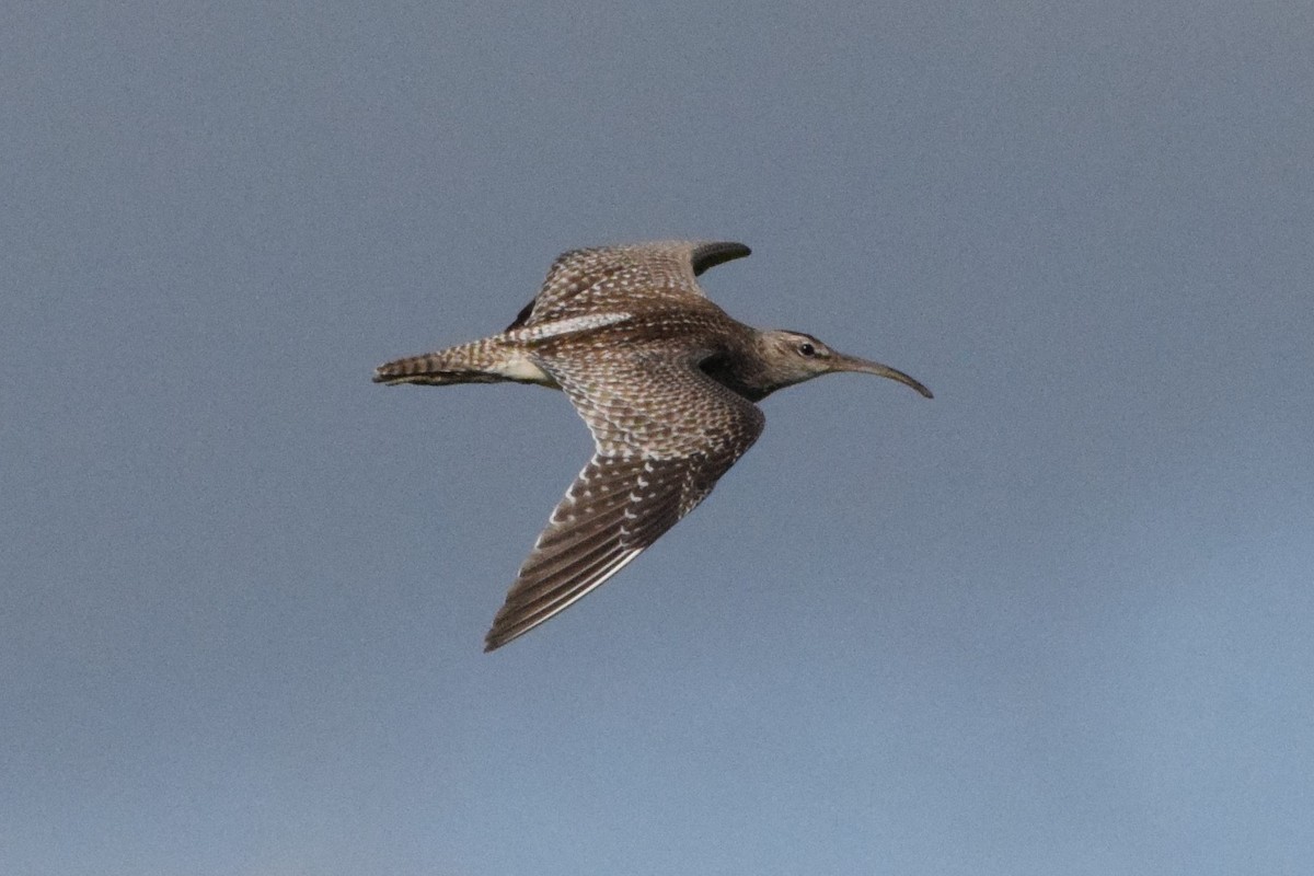 Whimbrel - Andy Zhang