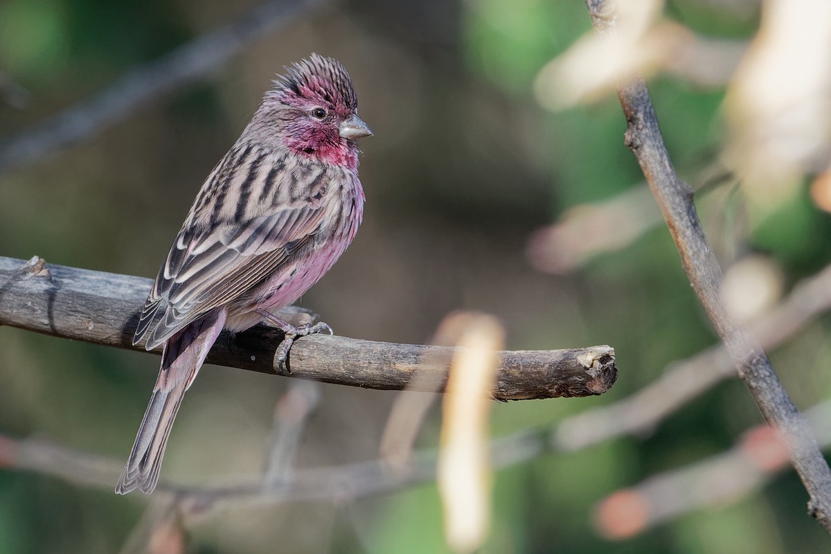 Himalayan Beautiful Rosefinch - Vincent Wang