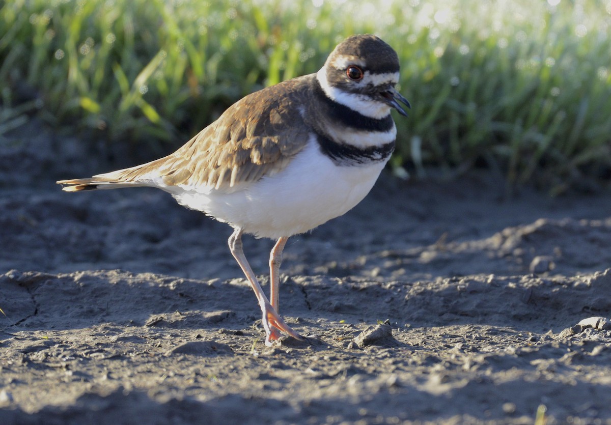 Killdeer - ML181658431