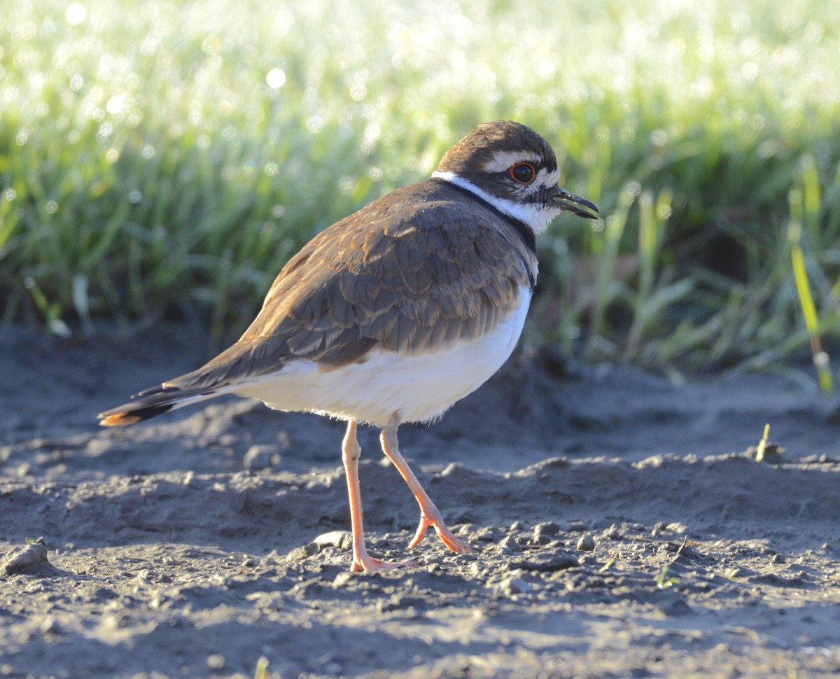 Killdeer - Andrew Mack